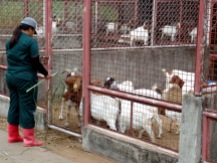 Ate Kath feeds the goats